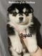 Alaskan Malamute Puppies for sale in Lincolnton, NC 28092, USA. price: $1,300