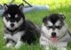 Alaskan Malamute Puppies for sale in Chicago, IL 60638, USA. price: NA