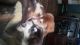Alaskan Malamute Puppies for sale in Goreville, IL 62939, USA. price: $400