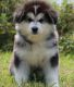 Alaskan Malamute Puppies for sale in Lansing, MI 48912, USA. price: $500