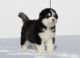 Alaskan Malamute Puppies for sale in Rigby, ID 83442, USA. price: $1,000