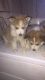 Alaskan Malamute Puppies for sale in Visalia, CA, USA. price: NA