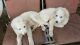 Alaskan Malamute Puppies for sale in Vancouver, WA, USA. price: NA
