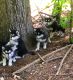 Alaskan Malamute Puppies for sale in Sparta, TN 38583, USA. price: $600