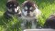 Alaskan Malamute Puppies for sale in Lansing, MI, USA. price: $500