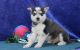 Alaskan Malamute Puppies for sale in US-1, Jacksonville, FL, USA. price: $850