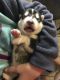 Alaskan Malamute Puppies for sale in Osceola, IN 46561, USA. price: NA