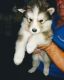Alaskan Malamute Puppies for sale in Hilton, NY 14468, USA. price: NA