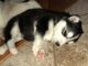 Alaskan Malamute Puppies for sale in 8 Bell Ln, Levittown, NY 11756, USA. price: $1,300