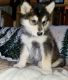 Alaskan Malamute Puppies for sale in 6820 Lyndon B Johnson Fwy, Dallas, TX 75240, USA. price: NA