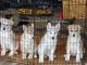 Alaskan Malamute Puppies for sale in McEwen, TN 37101, USA. price: NA