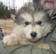 Alaskan Malamute Puppies for sale in Madison, IN, USA. price: NA