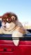Alaskan Malamute Puppies for sale in Michigan - Martin, Detroit, MI 48210, USA. price: NA