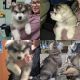 Alaskan Malamute Puppies for sale in Dover, OH 44622, USA. price: NA