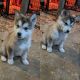 Alaskan Malamute Puppies for sale in Dover, OH 44622, USA. price: NA