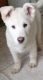 Alaskan Malamute Puppies for sale in Bell Gardens, CA 90202, USA. price: $550