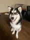 Alaskan Malamute Puppies for sale in 1130 W Bloomingfield Dr, Whitewater, WI 53190, USA. price: $500