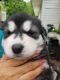 Alaskan Malamute Puppies for sale in Denton, TX, USA. price: NA