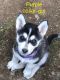 Alaskan Malamute Puppies for sale in Vancouver, WA 98665, USA. price: NA