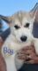 Alaskan Malamute Puppies for sale in Rupert, ID 83350, USA. price: $500