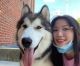 Alaskan Malamute Puppies for sale in 750 N 8th St, Milwaukee, WI 53233, USA. price: $500