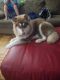 Alaskan Malamute Puppies for sale in Owensboro, KY, USA. price: NA
