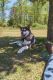 Alaskan Malamute Puppies for sale in Raeford, NC 28376, USA. price: NA