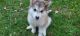 Alaskan Malamute Puppies for sale in Louisville, KY, USA. price: $700