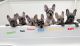 Alaskan Malamute Puppies for sale in Cape Coral, FL, USA. price: NA