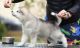 Alaskan Malamute Puppies for sale in Dallas, TX, USA. price: NA