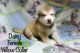 Alaskan Malamute Puppies for sale in Rialto, CA, USA. price: NA
