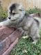Alaskan Malamute Puppies for sale in Cypress, TX 77433, USA. price: NA