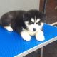 Alaskan Malamute Puppies for sale in 2083 127th Ave NW, Minneapolis, MN 55448, USA. price: NA
