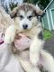 Alaskan Malamute Puppies for sale in Gladstone, OR, USA. price: $1,000