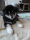 Alaskan Malamute Puppies for sale in Woodland Hills, Los Angeles, CA, USA. price: NA