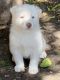 Alaskan Malamute Puppies for sale in San Pedro, CA 90731, USA. price: NA