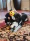 Alaskan Malamute Puppies for sale in Mt Wolf, PA, USA. price: NA