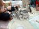 Alaskan Malamute Puppies for sale in Colorado Springs, CO, USA. price: NA