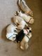 Alaskan Malamute Puppies for sale in Brownsville, PA, USA. price: NA
