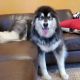 Alaskan Malamute Puppies for sale in Erie, PA, USA. price: NA