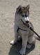 Alaskan Malamute Puppies for sale in 10751 Meadowglen Ln, Houston, TX 77042, USA. price: NA