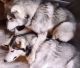 Alaskan Malamute Puppies for sale in Tazewell, TN 37879, USA. price: $1,000