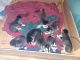 Alaskan Malamute Puppies for sale in Rancho Cordova, CA, USA. price: NA