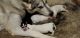 Alaskan Malamute Puppies for sale in Knoxville, TN, USA. price: NA