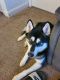 Alaskan Malamute Puppies for sale in Columbus, OH 43229, USA. price: NA