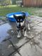 Alaskan Malamute Puppies for sale in Salem, OH 44460, USA. price: NA