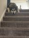 Alaskan Malamute Puppies for sale in Red Lion, PA, USA. price: $1