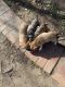 Alaunt Puppies for sale in Hyattsville, MD, USA. price: $400