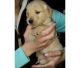 Alaunt Puppies for sale in Atka, AK, USA. price: NA