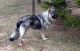 Alaunt Puppies for sale in Provo, UT, USA. price: NA